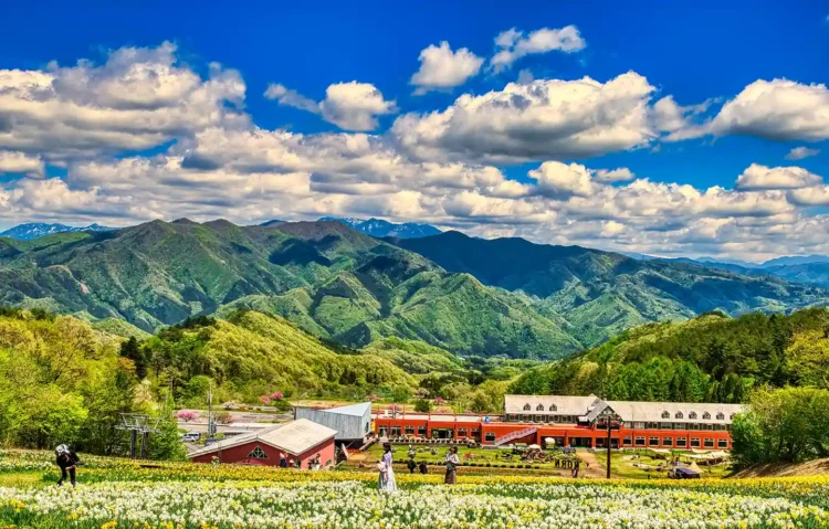 ノルンみなかみフラワーガーデン　すいせんまつり
