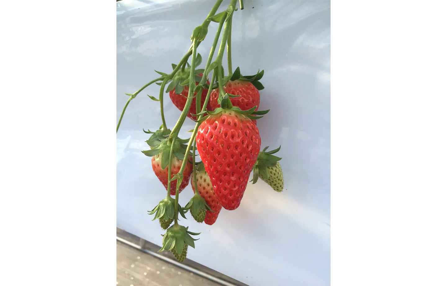 いちご狩り・デザートづくり体験