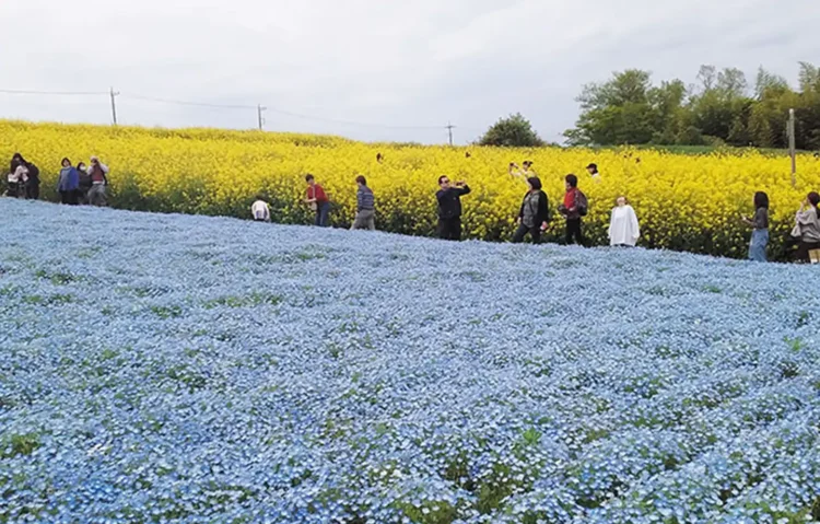 鼻高展望花の丘「菜の花まつり」