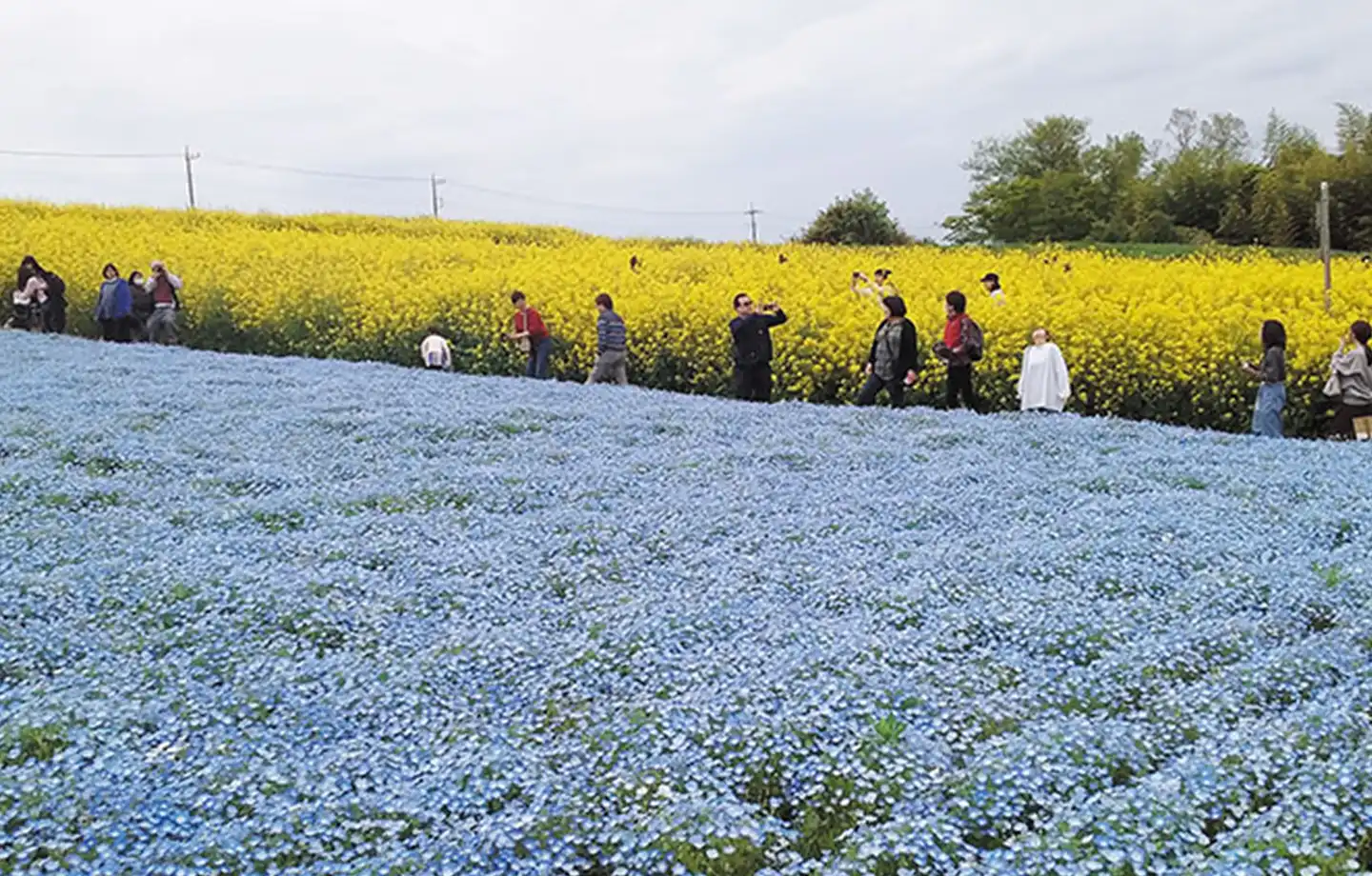 鼻高展望花の丘「菜の花まつり」