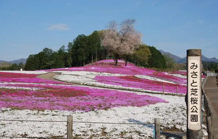 みさと芝桜公園