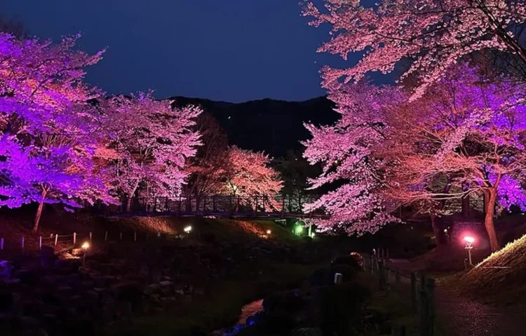 月夜野矢瀬親水公園 桜並木ライトアップ