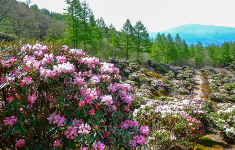 浅間高原シャクナゲ園まつり