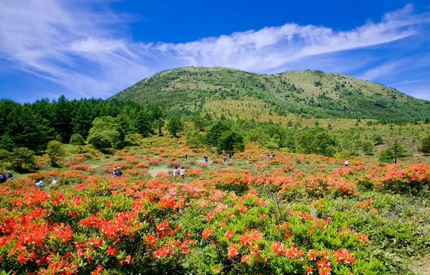 湯の丸高原つつじ祭り