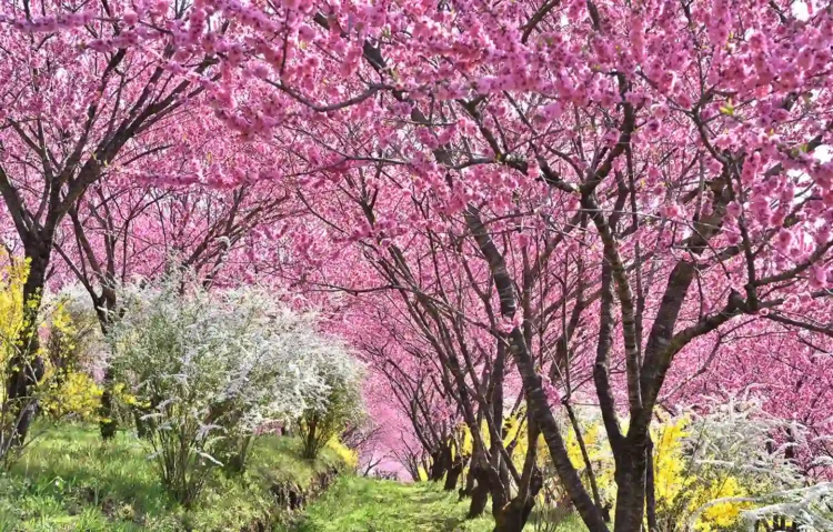 中之条ガーデンズ「花桃の丘まつり」