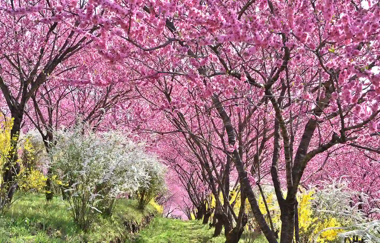 中之条ガーデンズ「花桃の丘まつり」