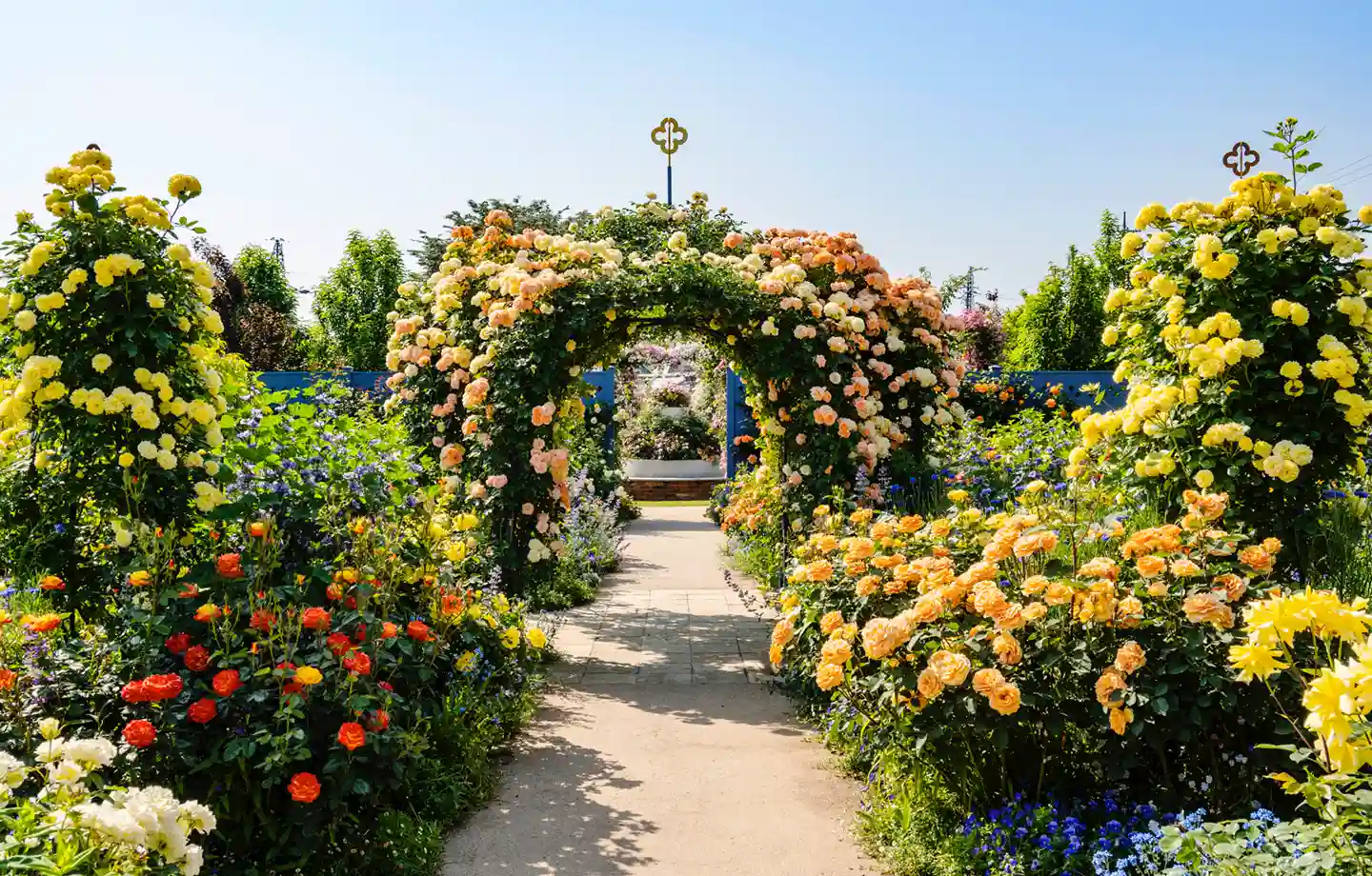 中之条ガーデンズ「春のローズガーデンフェア」