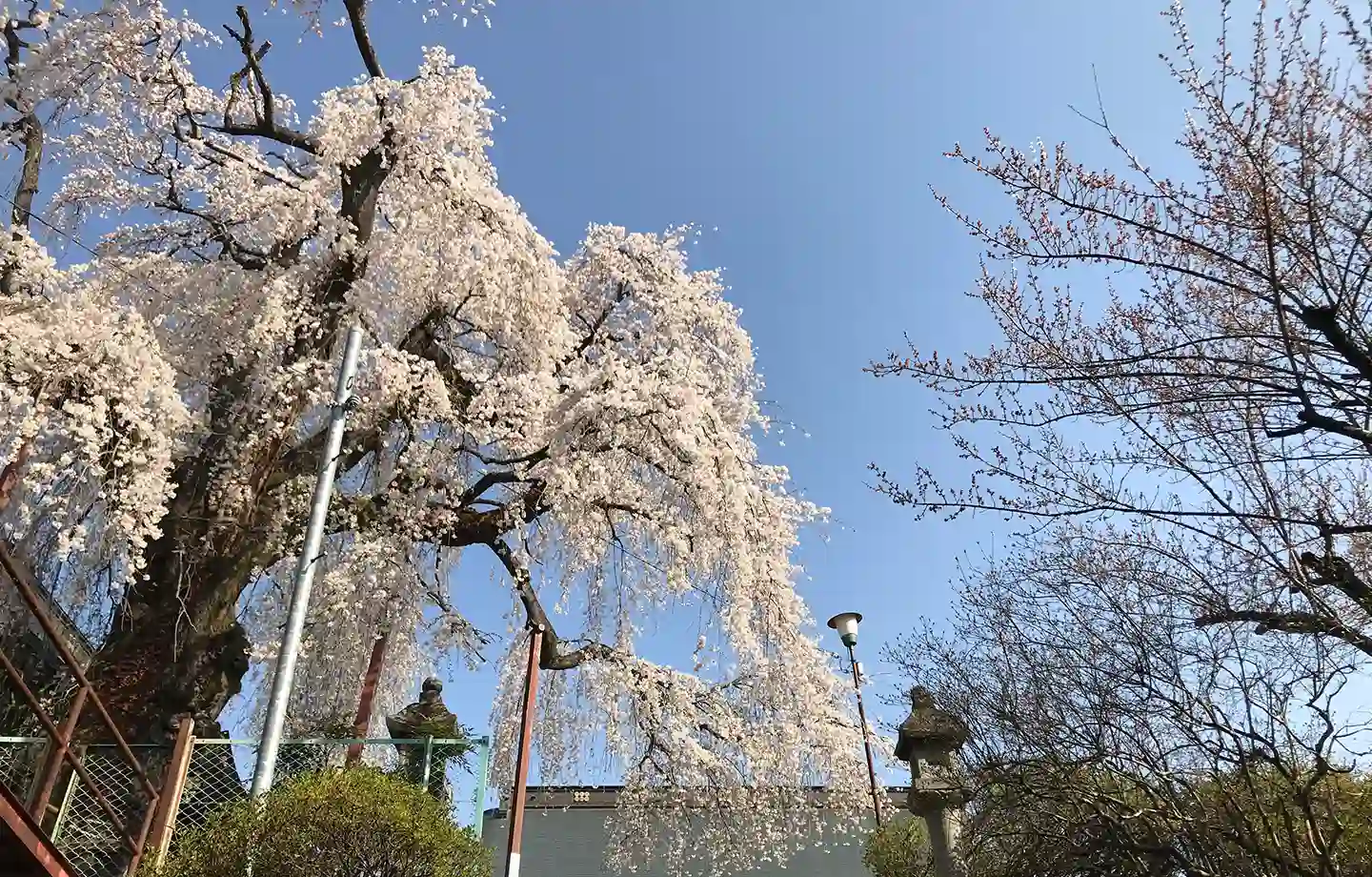 林昌寺のしだれ桜