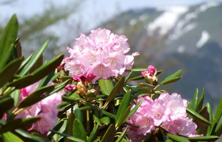 シャクナゲコース ハイキング