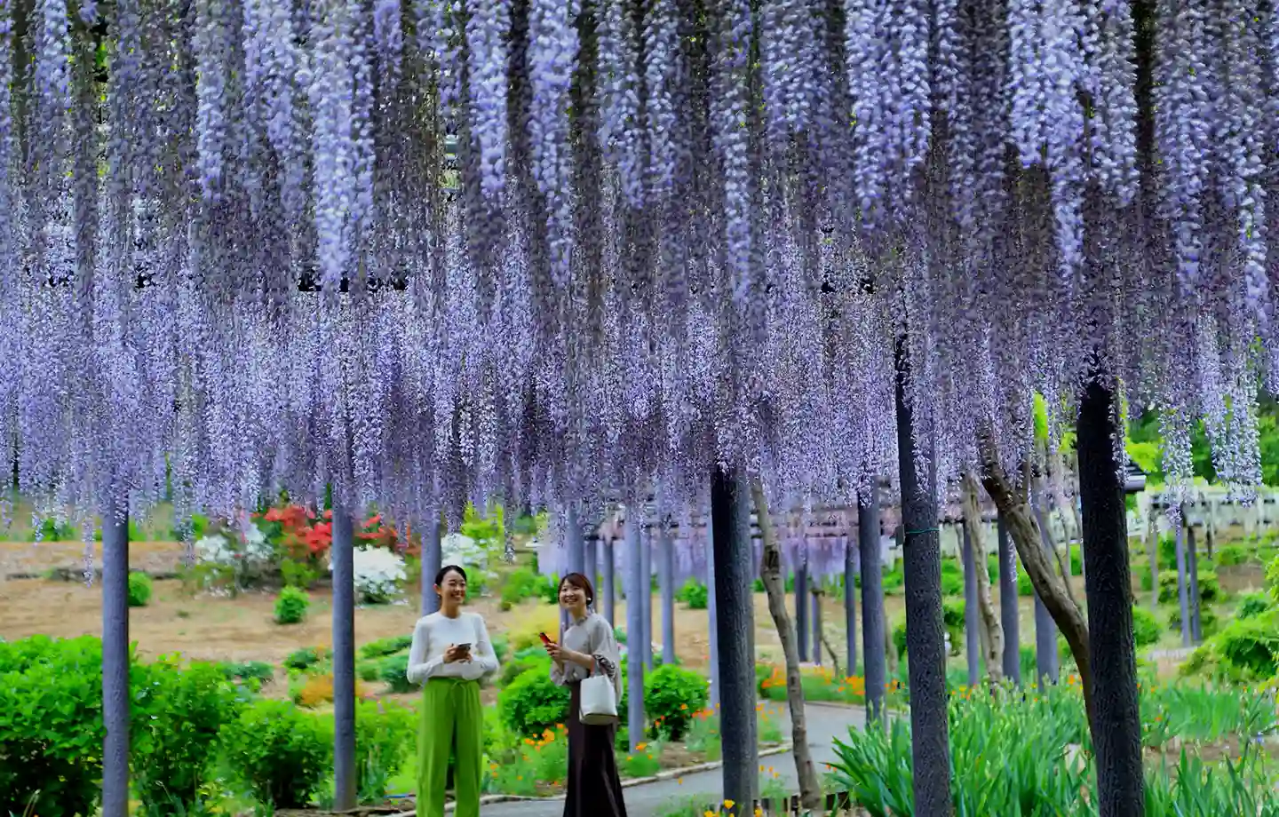 ふじの咲く丘・ふじふれあい館