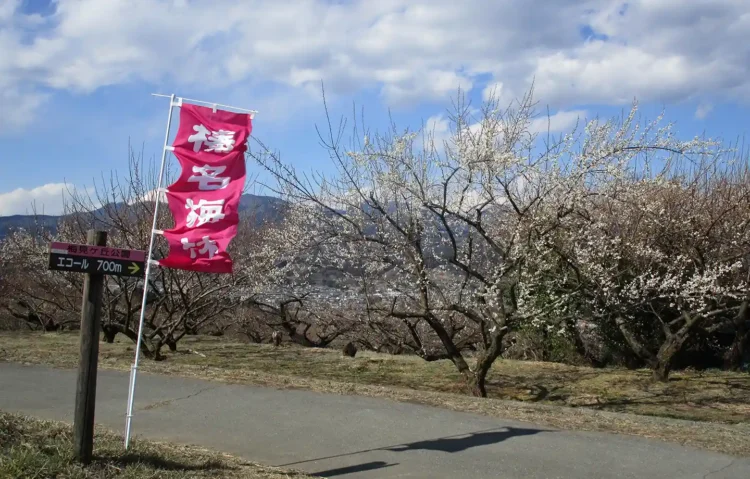 榛名梅林・榛名の梅祭り