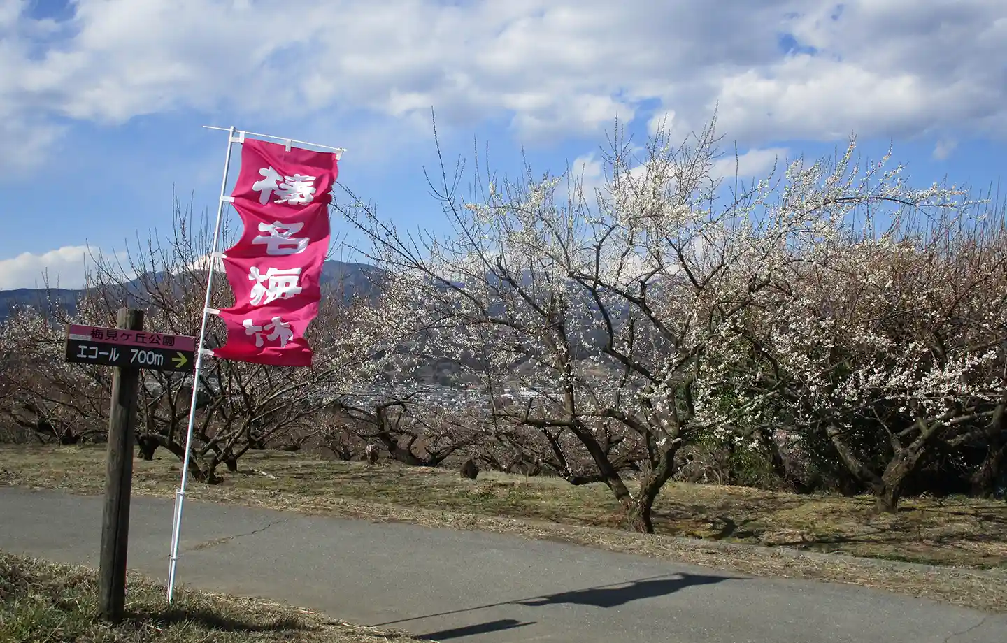 榛名梅林・榛名の梅祭り