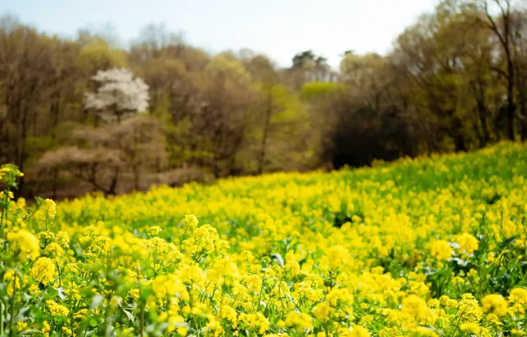 鹿田山フットパス（菜の花）