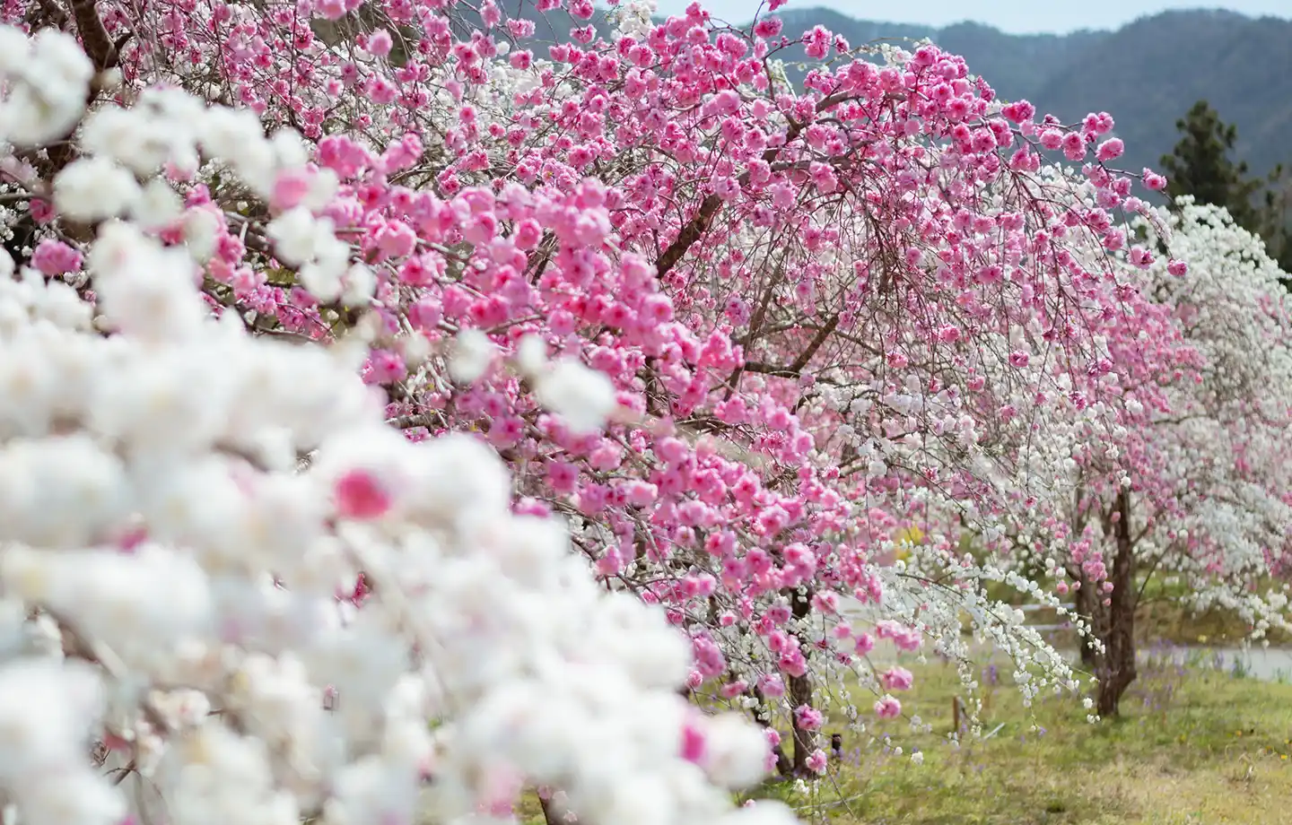 小夜戸・大畑花桃街道