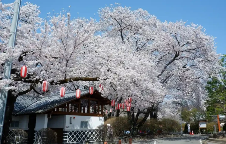 沼田公園桜まつり〜美しい御殿桜に目を奪われる 〜