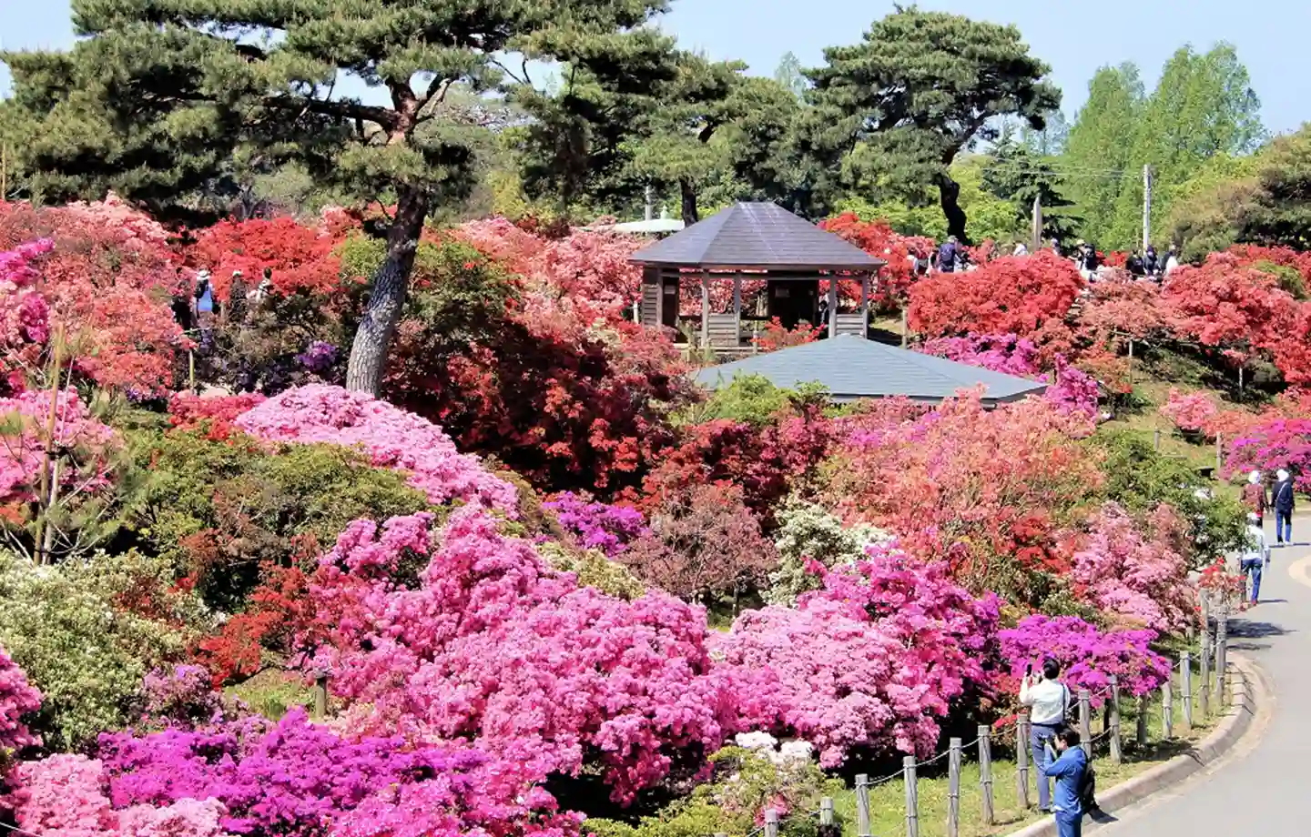つつじまつり（つつじが岡公園）
