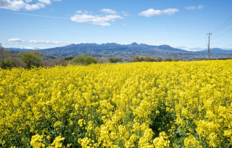 菜の花とコスモスを楽しむ