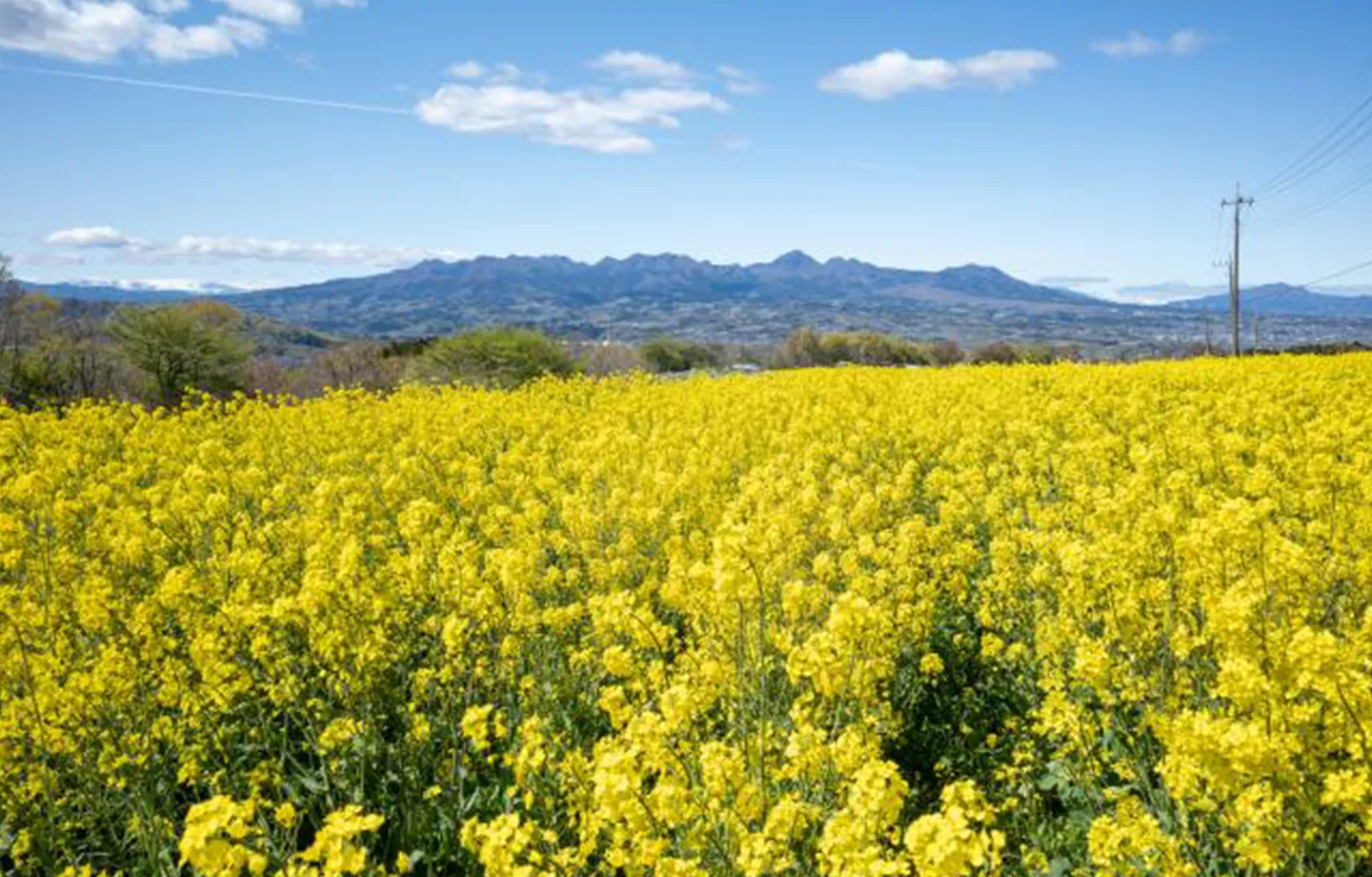 菜の花とコスモスを楽しむ