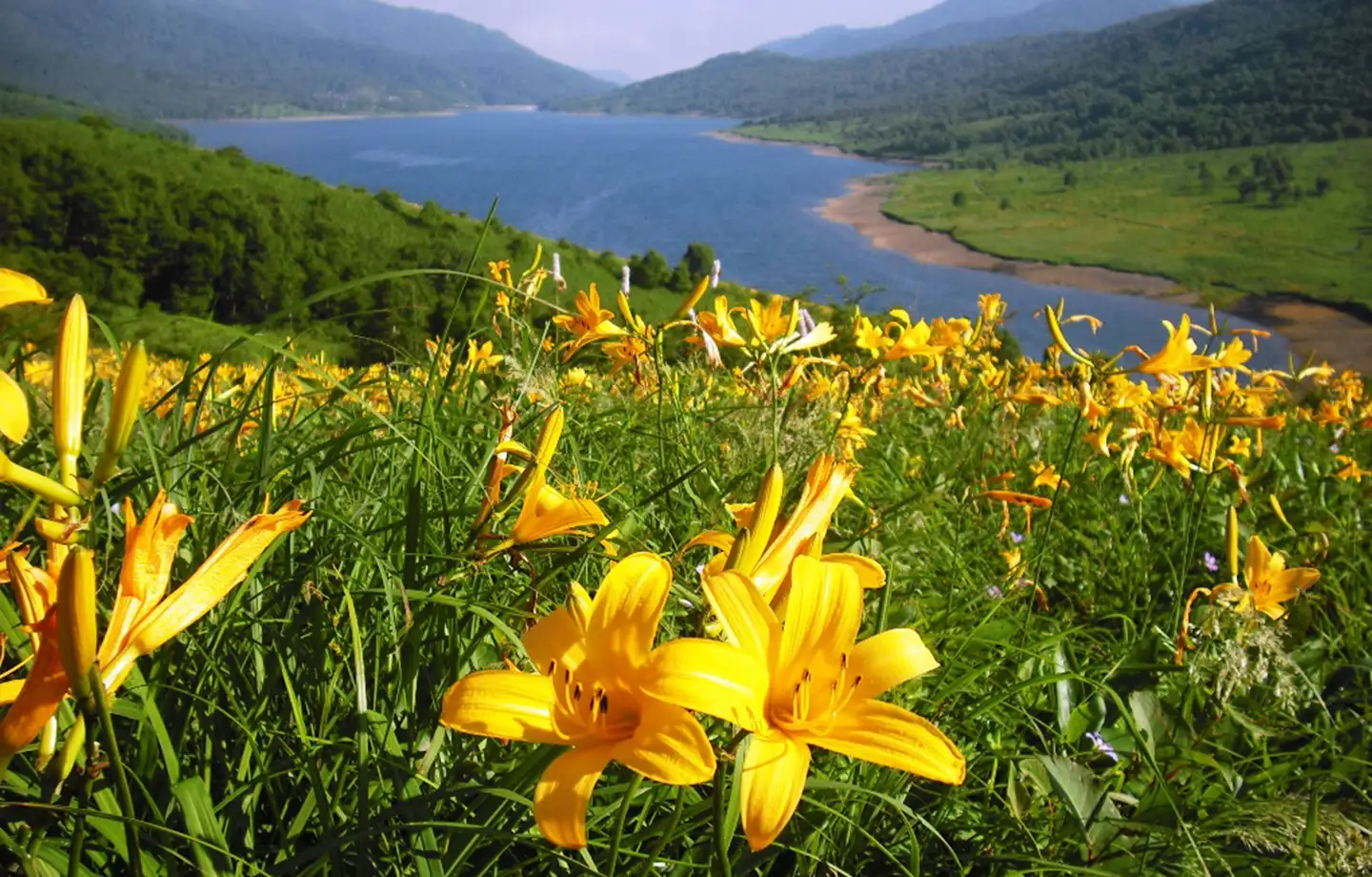 「天空の湖」を歩く！ 野反湖とチャツボミゴケ公園散策ツアー