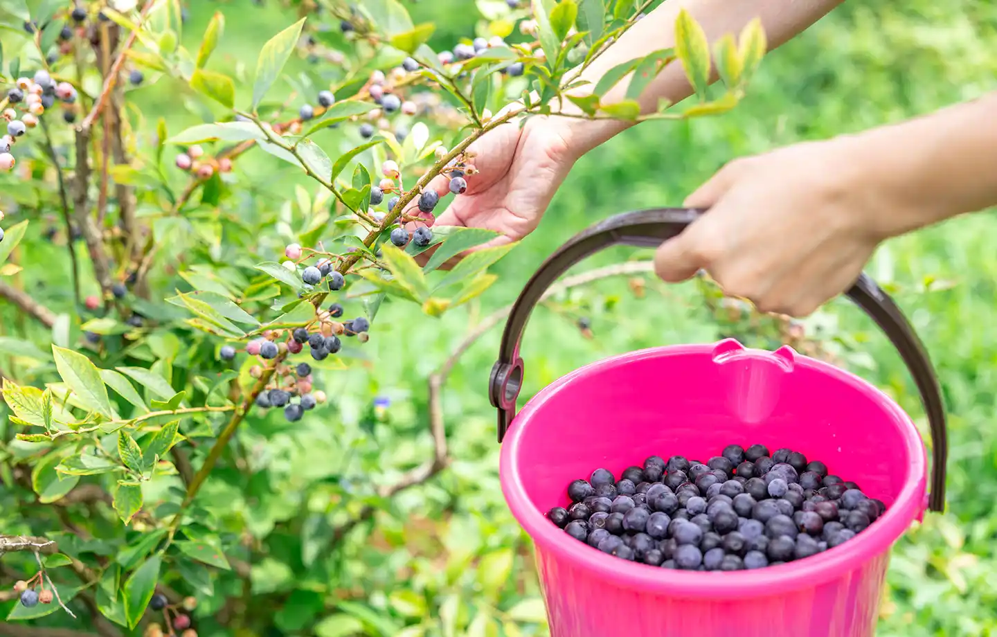 ブルーベリー狩り