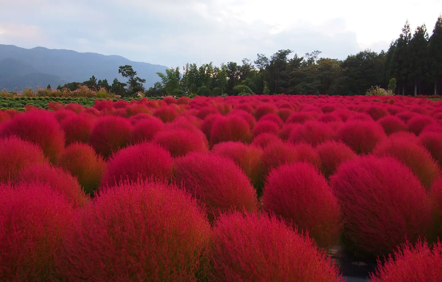 伊賀野の花畑（コキア・小菊鑑賞）