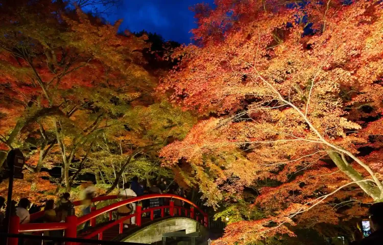 紅葉ライトアップ・温泉と芸妓文化の灯り