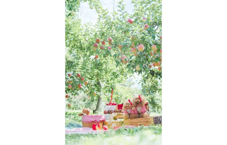 りんご狩り＆りんごの木の下で手ぶらピクニック