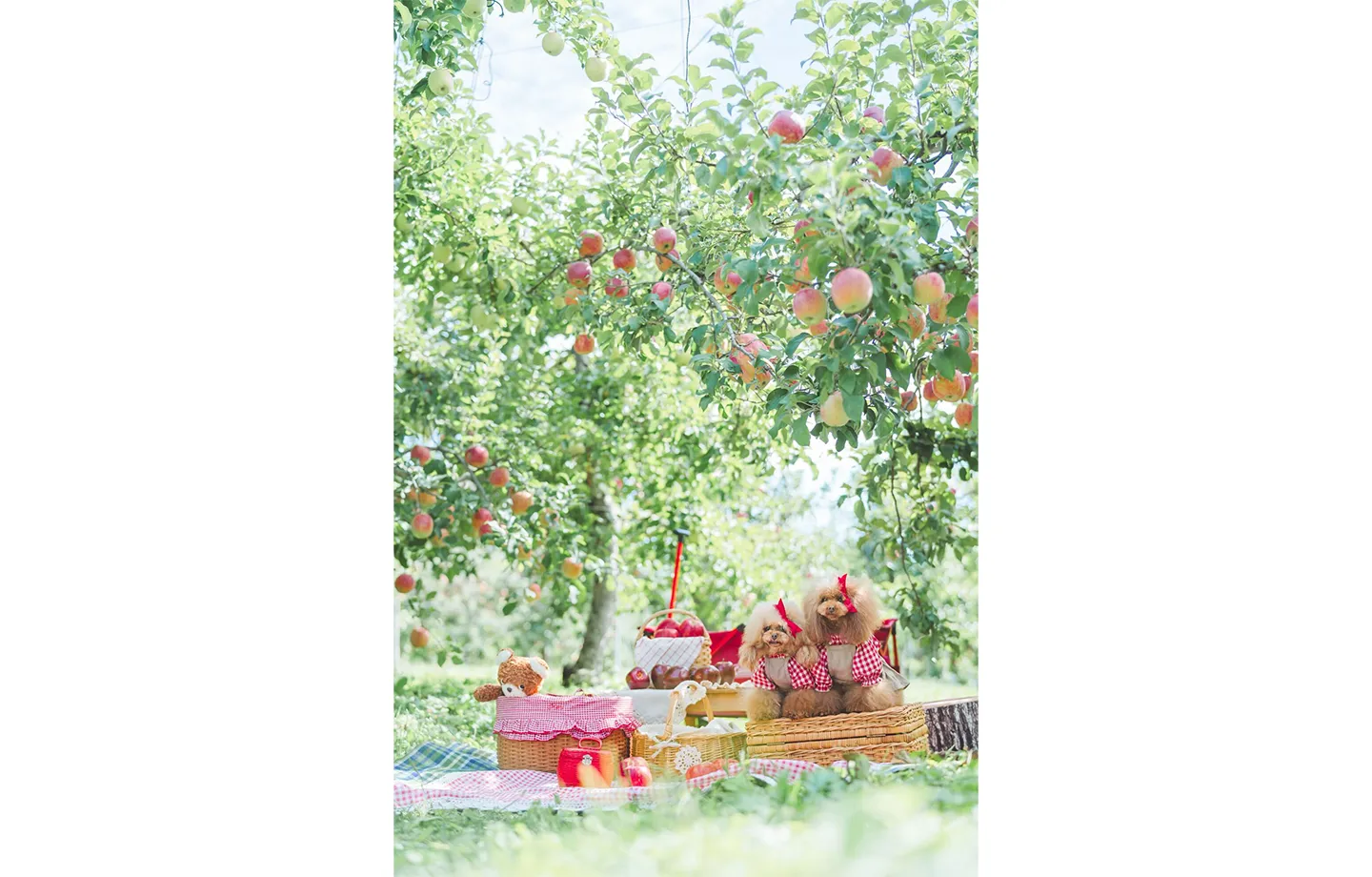 りんご狩り＆りんごの木の下で手ぶらピクニック