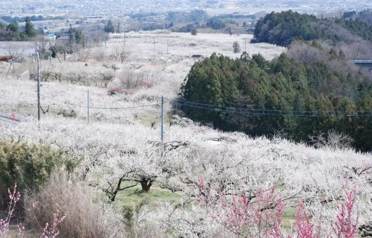 みさと梅まつり