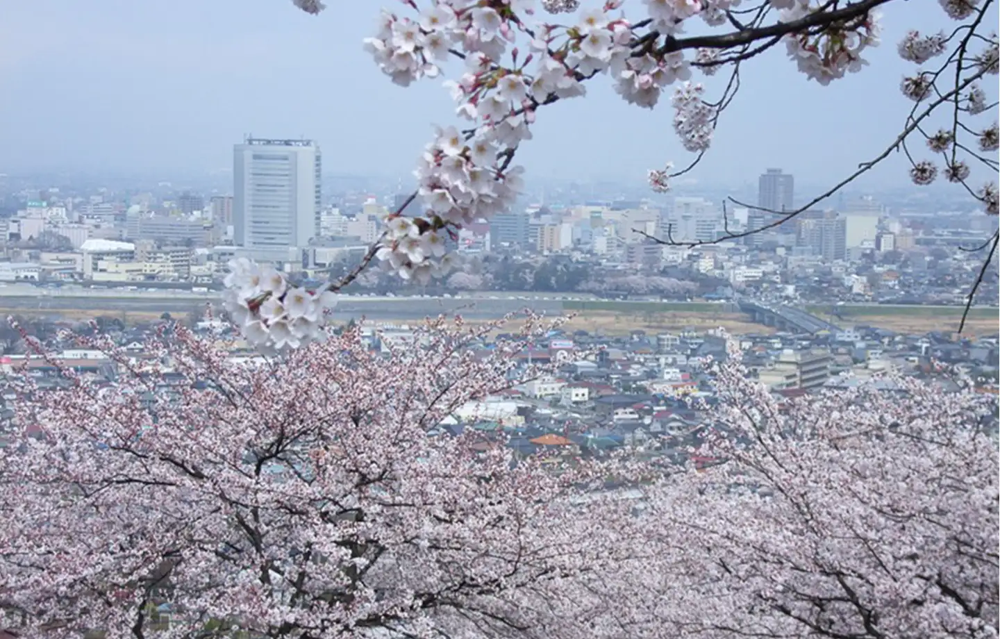 高崎観音山の桜